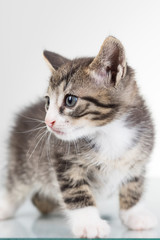 Naklejka na ściany i meble Cute young male cat with blue eyes in studio on white background