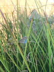 butterfly on grass