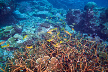 Losin south of Thailand 2018