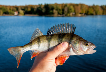 September's perch from Swedish lake