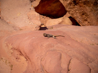 Small wild lizard sitting on orange rock in front of a cliff