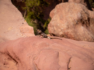 Small wild lizard sitting on orange rock in front of a cliff