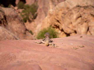 Small wild lizard sitting on orange rock in front of a cliff