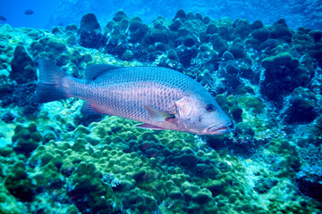 Two spot Red Snapper