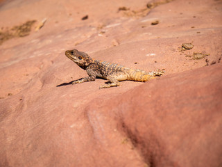 Small wild lizard sitting on orange rock in front of a cliff