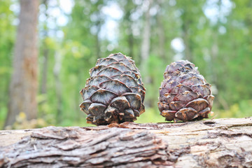 Ripe Cedar cones with nuts. Still life from the Siberian taiga. Siberian pine cone (Pinus sibirica).