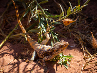 Small wild lizard sitting between green plants on orange sand