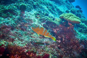 Fototapeta na wymiar Blue barred parrotfish