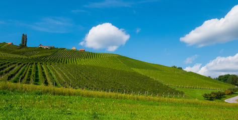 Fototapeta premium Weinberge in der Südsteiermark, Österreich, im Spätsommer
