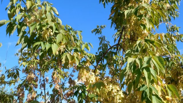 Autumn view. Branches and foliage of tree swaying on background of blue sky. In sunlight. Selective focus. Nature background. Close-up.