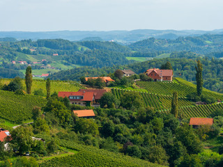 Weinberge in der Südsteiermark, Österreich, im Spätsommer