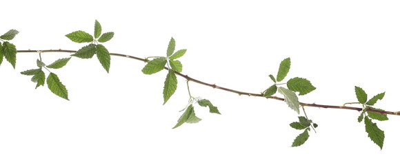 Wild blackberry twig, branch with leaves, foliage isolated on white background