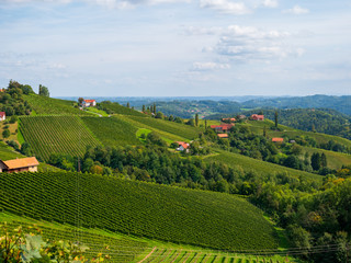 Weinberge in der Südsteiermark, Österreich, im Spätsommer