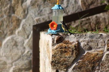 Bird feeder