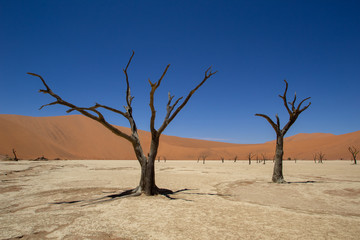 DEATH VALLEY DEADVLEI NAMIBIA african nature at its best