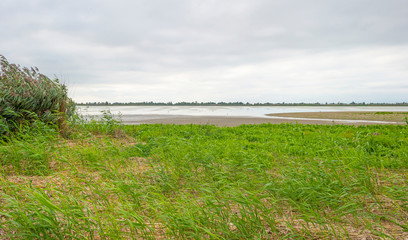 Fototapeta na wymiar Reed along the edge of a lake below a cloudy sky in sunlight at fall 