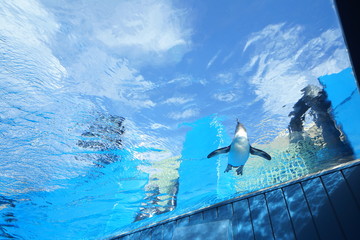 空飛ぶペンギン © rika_portrait