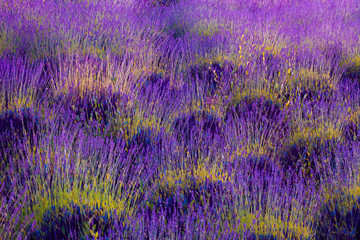 TEXTURE AND COLORS OF LAVENDER FLOWER FIELDS AND YELLOW AND GREEN HERBS AT THE END OF SUMMER