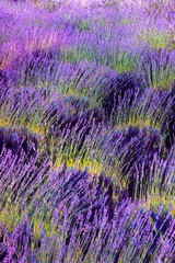 TEXTURE AND COLORS OF LAVENDER FLOWER FIELDS AND YELLOW AND GREEN HERBS AT THE END OF SUMMER