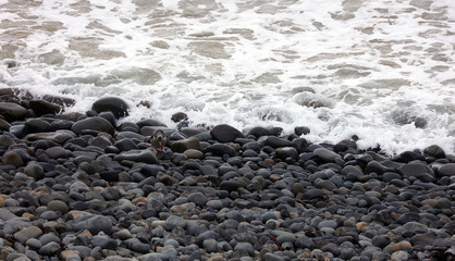 Gelbaugenpinguin Pinguin in Neuseeland