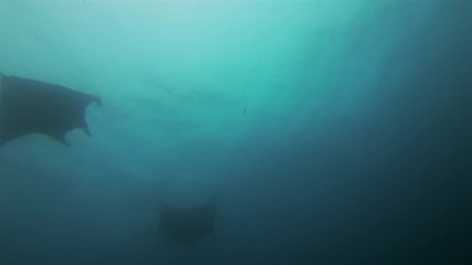 Graceful Manta Rays Silhouette. Pair Of Peaceful Big Mantas Swimming Overhead In Formation. Pelagic Filter Feeders Marine Life Feeding At Cleaning Station In Blue Water & Sunlit Sea Surface