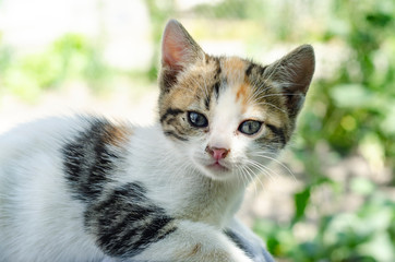 Portraits of cute baby cats