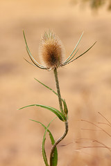 THISTLE WITH GREEN LEAVES ON YELLOW FUND IN FIELD OF SPAIN