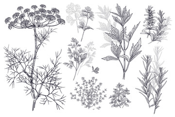 Spice for flavouring food. Dill, coriander or cilantro, thyme, parsley, lovage, estragon or tarragon, rosemary.