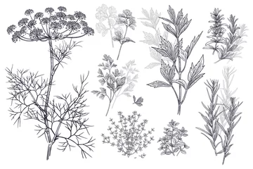Gewürz zum Würzen von Speisen. Dill, Koriander oder Koriander, Thymian, Petersilie, Liebstöckel, Estragon oder Estragon, Rosmarin. © marinavorona