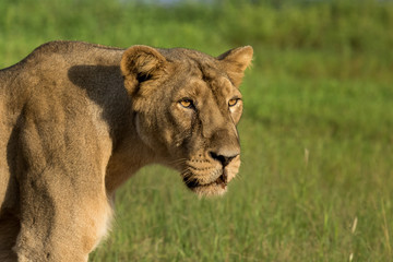 An asiatic lioness 