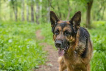 Dog German Shepherd in a forest in a summer