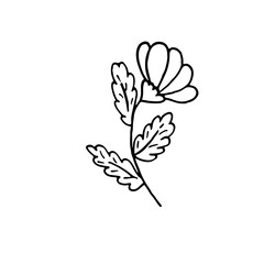 Hand drawn ox-eye daisy flower vector illustration, black and white line drawing