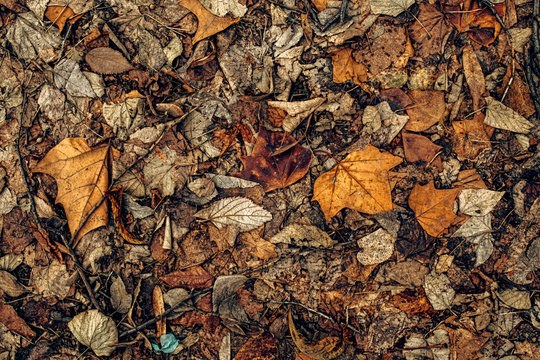Texture of dry dead autumn leaves on the ground