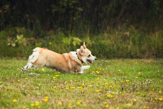 Corgi running in the parc