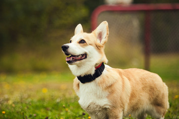 Portrait of the corgi in the park