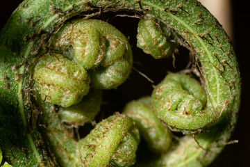 Fern and Sporangium, Fern pattern.