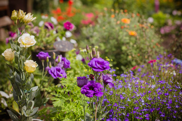 Fototapeta premium purple flowers in the garden