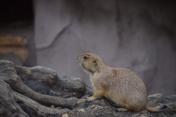 Prairie dog on tree