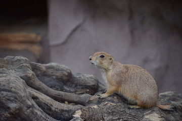 Prairie dog on tree