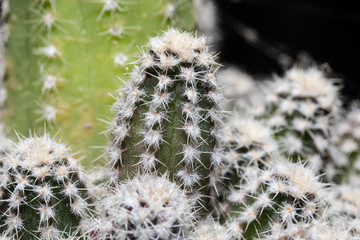Beautiful of Various Cactus in garden.