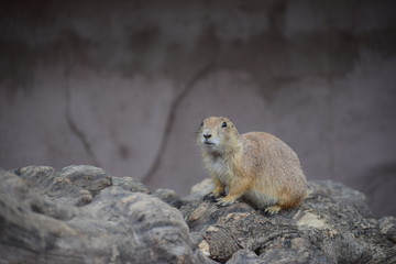 Prairie dog on a tree