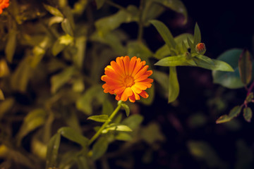 orange flower on green background