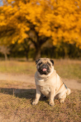 Obraz premium A dog of a pug breed sits in an autumn park on yellow leaves against a background of trees and autumn forest. Puppy looking at the camera