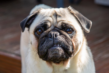 Cute Pug poses for the camera