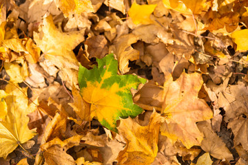 A yellow-green maple leaf lies on autumn foliage in a park on the ground.