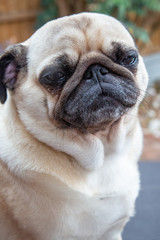 Fototapeta premium Cute Pug poses for the camera