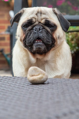 Pet Pug intently watches stone