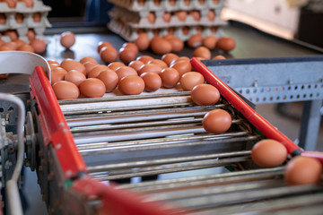 Eier auf einem Fließband beim Sortieren
