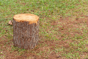 tree stump, concept of urbanization, deforestation, logging industry, global warming