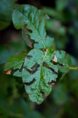 Leaf of blueberry plant with holes, eaten by pests. Gardening problem concept. Close up.